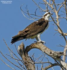Balbuzard pêcheur - Pandion haliaetus - Western Osprey